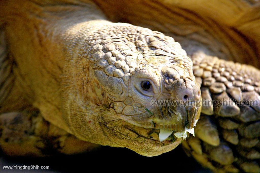 YTS_YTS_20190822_日本東北宮城仙台市八木山動物公園Japan Tohoku Miyagi161_539A8949.jpg