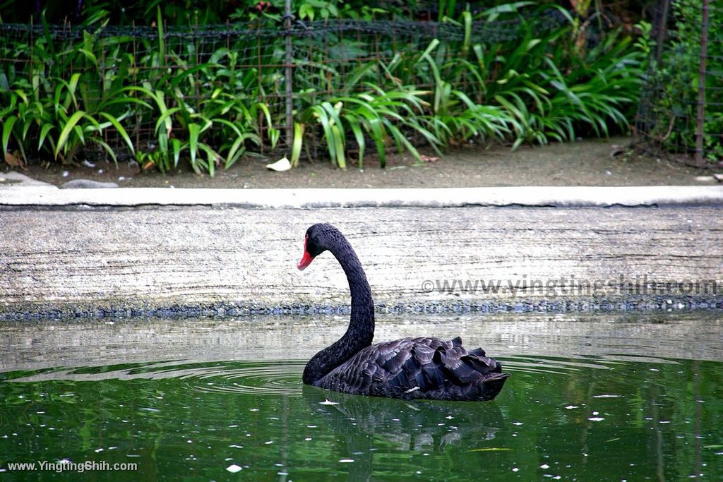 YTS_YTS_20190822_日本東北宮城仙台市八木山動物公園Japan Tohoku Miyagi199_539A9086.jpg