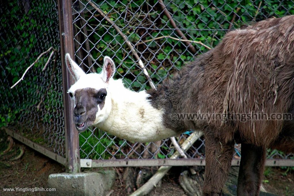 YTS_YTS_20190822_日本東北宮城仙台市八木山動物公園Japan Tohoku Miyagi215_539A9114.jpg