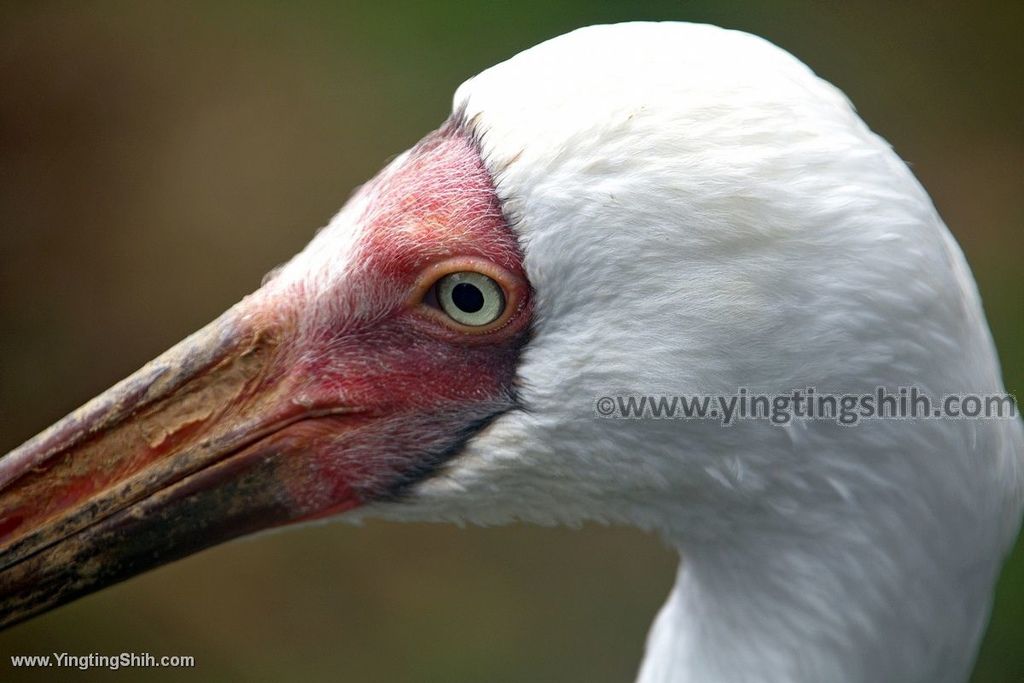 YTS_YTS_20190822_日本東北宮城仙台市八木山動物公園Japan Tohoku Miyagi223_539A9135.jpg