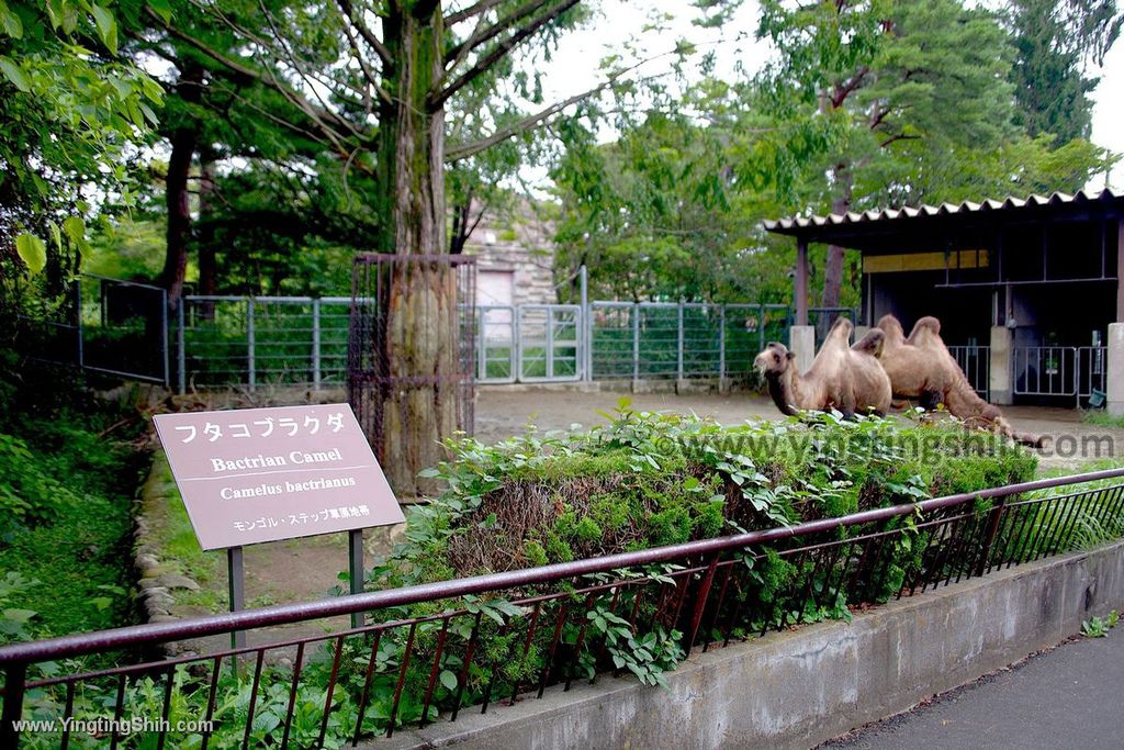 YTS_YTS_20190822_日本東北宮城仙台市八木山動物公園Japan Tohoku Miyagi230_539A9200.jpg