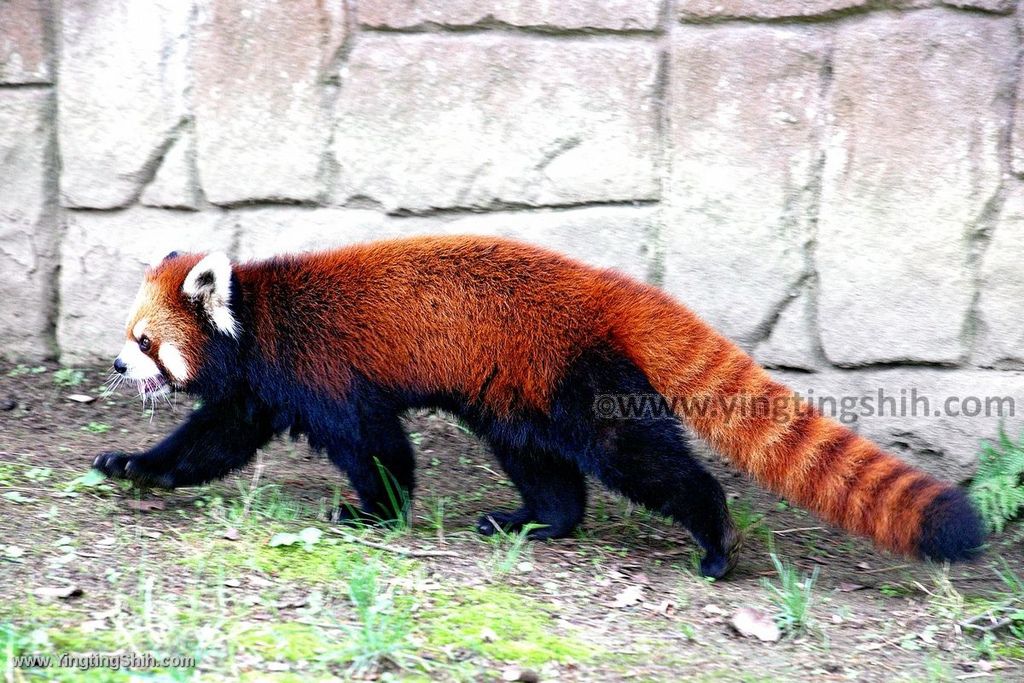 YTS_YTS_20190822_日本東北宮城仙台市八木山動物公園Japan Tohoku Miyagi244_539A9275.jpg