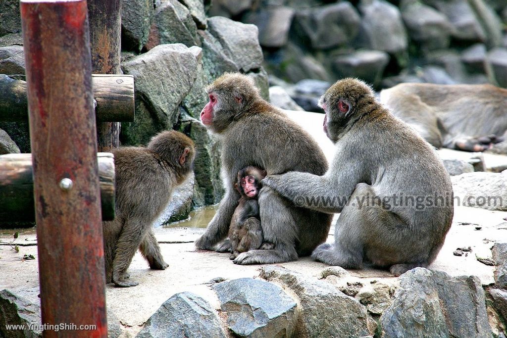 YTS_YTS_20190822_日本東北宮城仙台市八木山動物公園Japan Tohoku Miyagi252_539A9330.jpg