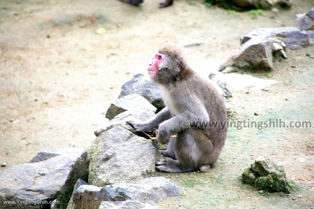 YTS_YTS_20190822_日本東北宮城仙台市八木山動物公園Japan Tohoku Miyagi253_539A9326.jpg