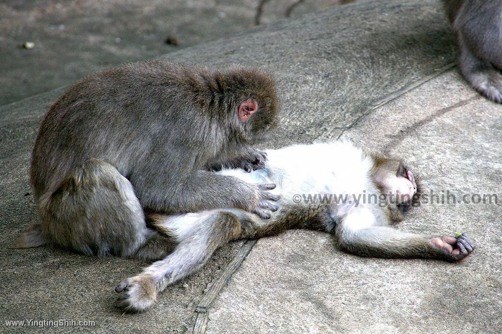 YTS_YTS_20190822_日本東北宮城仙台市八木山動物公園Japan Tohoku Miyagi259_539A9360.jpg