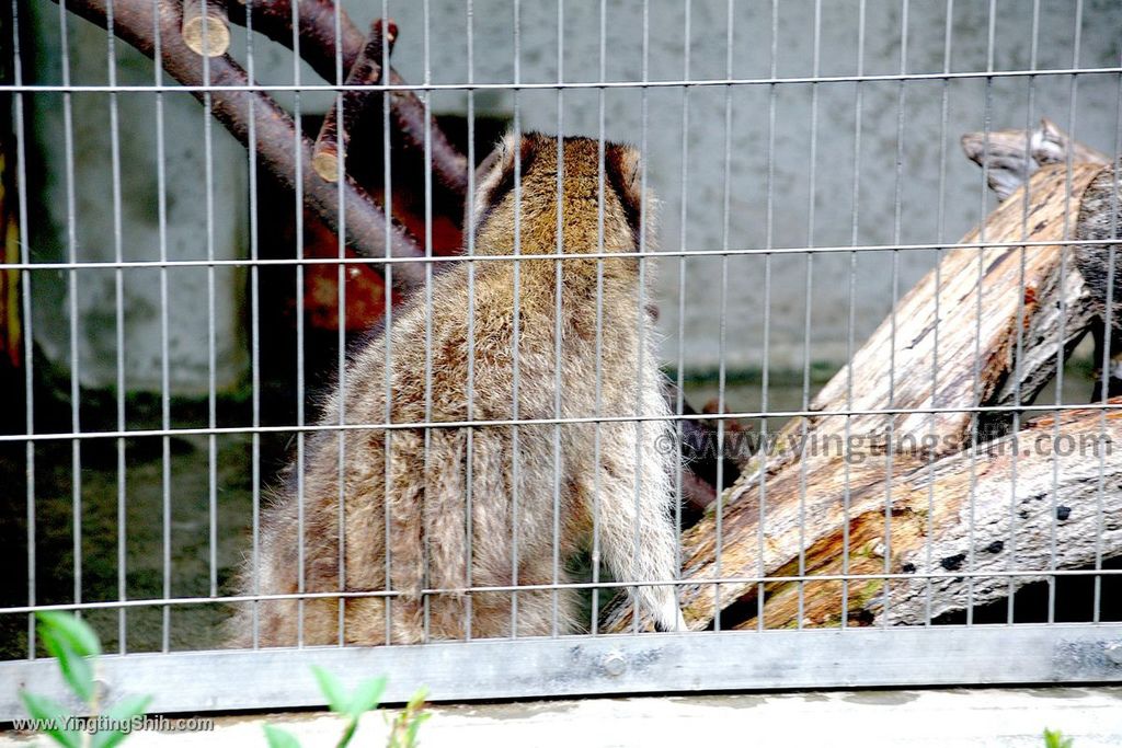 YTS_YTS_20190822_日本東北宮城仙台市八木山動物公園Japan Tohoku Miyagi261_539A9408.jpg