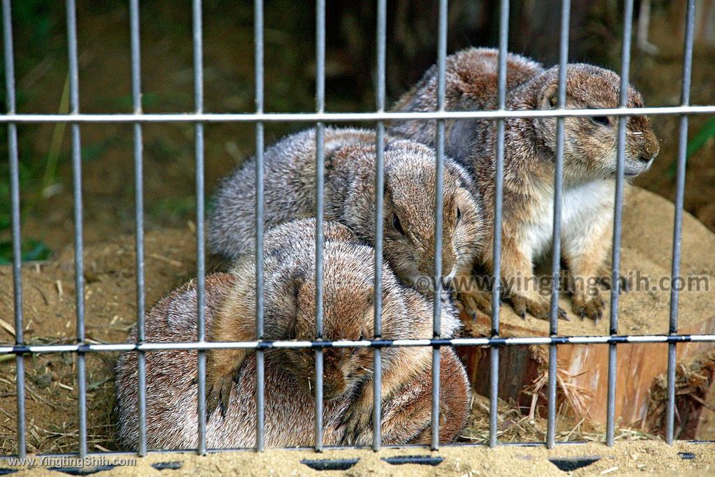 YTS_YTS_20190822_日本東北宮城仙台市八木山動物公園Japan Tohoku Miyagi267_539A9435.jpg