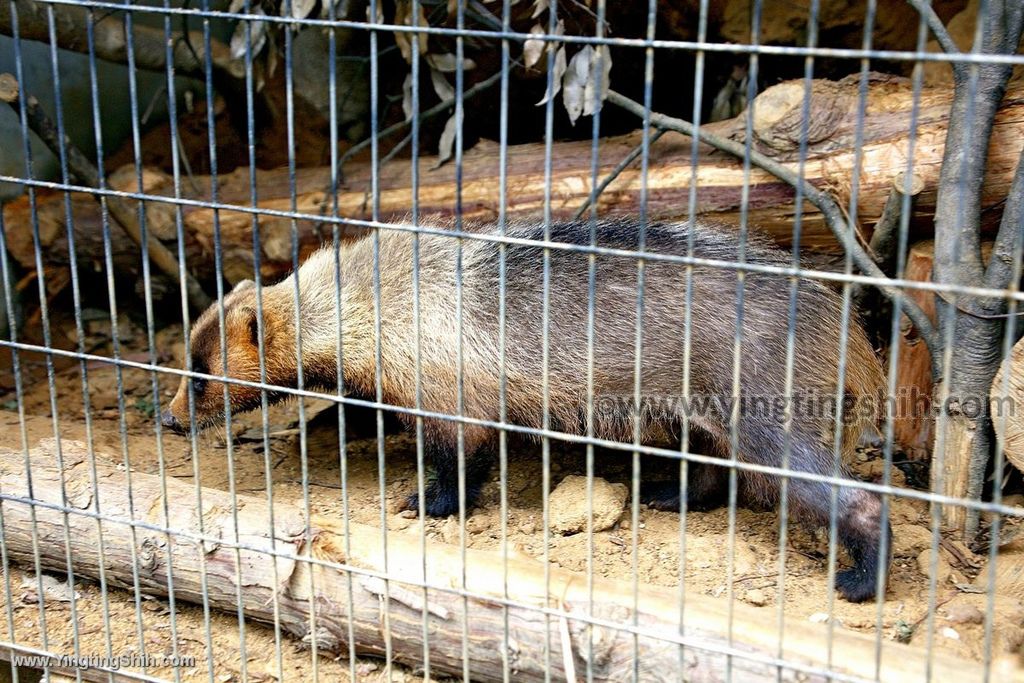 YTS_YTS_20190822_日本東北宮城仙台市八木山動物公園Japan Tohoku Miyagi270_539A9448.jpg