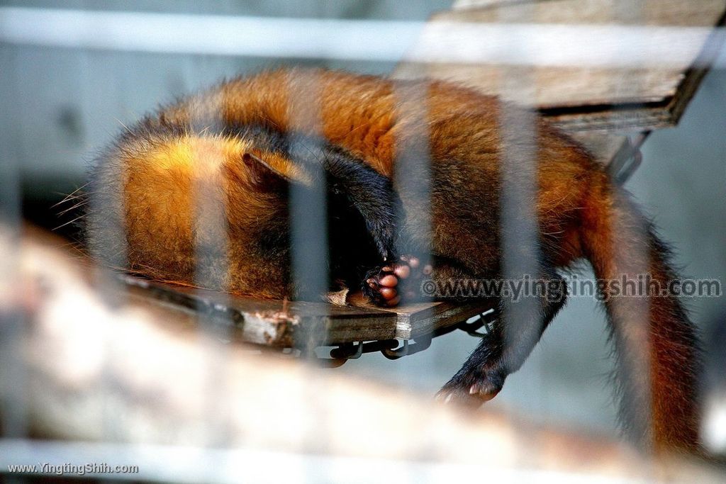 YTS_YTS_20190822_日本東北宮城仙台市八木山動物公園Japan Tohoku Miyagi274_539A9452.jpg