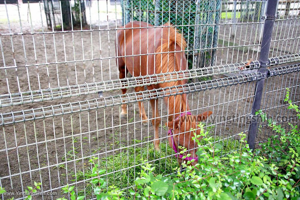 YTS_YTS_20190822_日本東北宮城仙台市八木山動物公園Japan Tohoku Miyagi282_539A9485.jpg