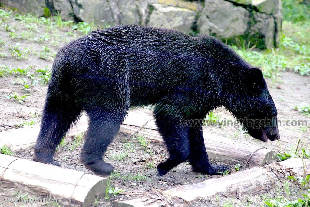 YTS_YTS_20190822_日本東北宮城仙台市八木山動物公園Japan Tohoku Miyagi295_539A9512.jpg