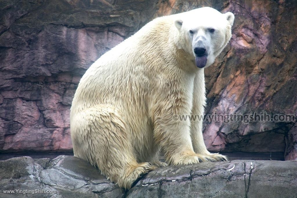 YTS_YTS_20190822_日本東北宮城仙台市八木山動物公園Japan Tohoku Miyagi317_539A9673.jpg