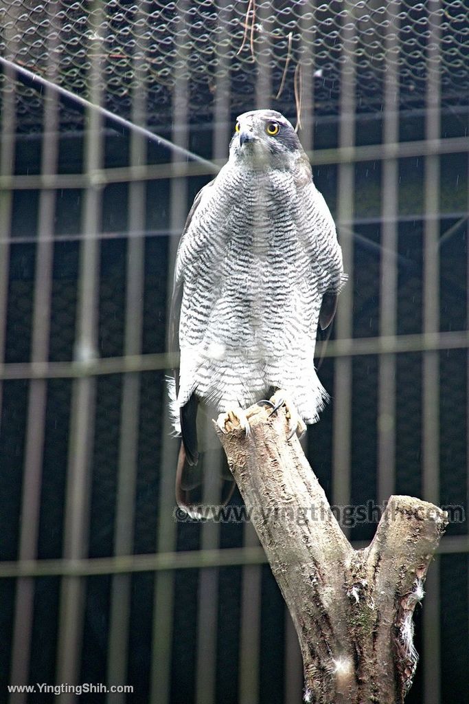 YTS_YTS_20190822_日本東北宮城仙台市八木山動物公園Japan Tohoku Miyagi339_539A9853.jpg