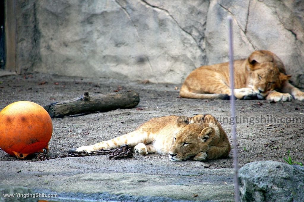 YTS_YTS_20190822_日本東北宮城仙台市八木山動物公園Japan Tohoku Miyagi347_539A9861.jpg