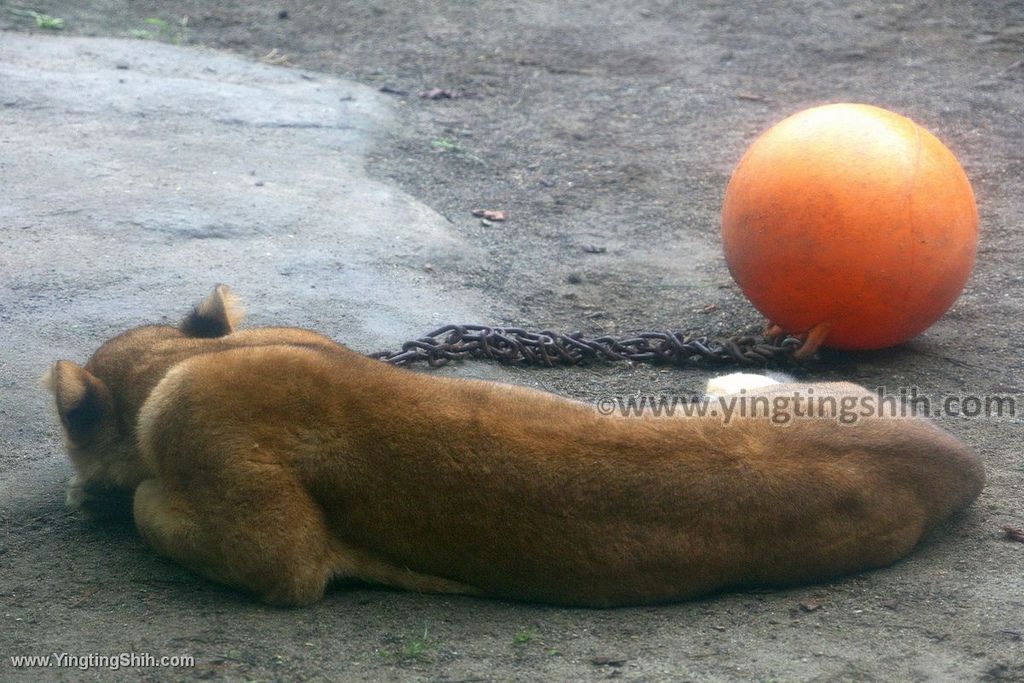 YTS_YTS_20190822_日本東北宮城仙台市八木山動物公園Japan Tohoku Miyagi351_539A9866.jpg