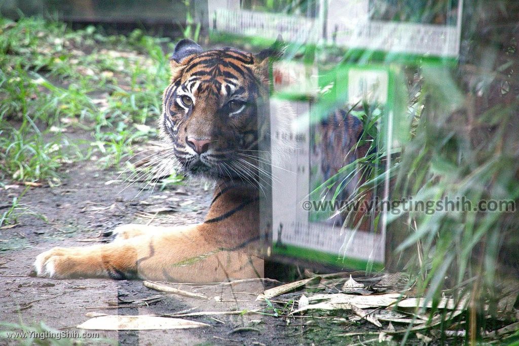 YTS_YTS_20190822_日本東北宮城仙台市八木山動物公園Japan Tohoku Miyagi354_539A9878.jpg