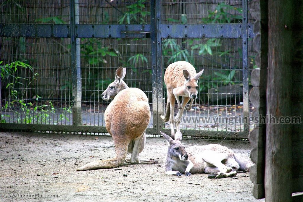 YTS_YTS_20190822_日本東北宮城仙台市八木山動物公園Japan Tohoku Miyagi371_539A9953.jpg