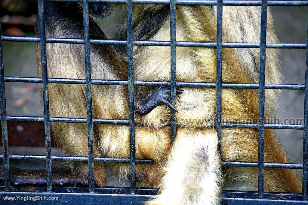 YTS_YTS_20190822_日本東北宮城仙台市八木山動物公園Japan Tohoku Miyagi377_539A9990.jpg