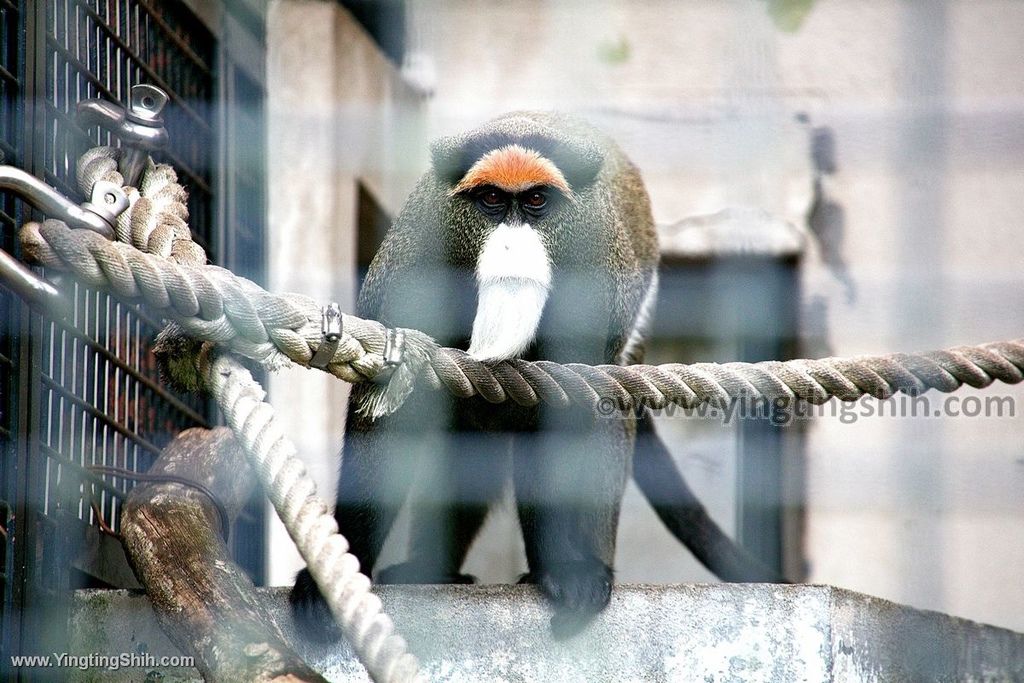 YTS_YTS_20190822_日本東北宮城仙台市八木山動物公園Japan Tohoku Miyagi382_539A0047.jpg