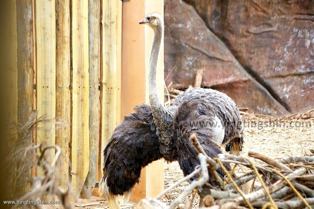 YTS_YTS_20200222_新竹東區新竹市立動物園Hsinchu East Hsinchu Zoo040_539A8688.jpg