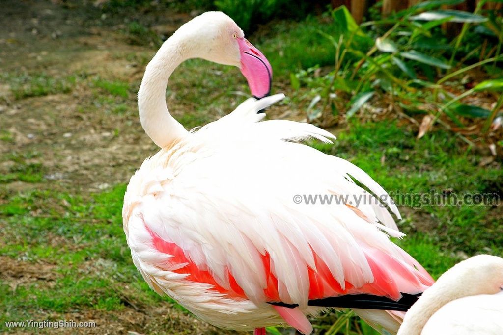 YTS_YTS_20200222_新竹東區新竹市立動物園Hsinchu East Hsinchu Zoo052_539A8729.jpg