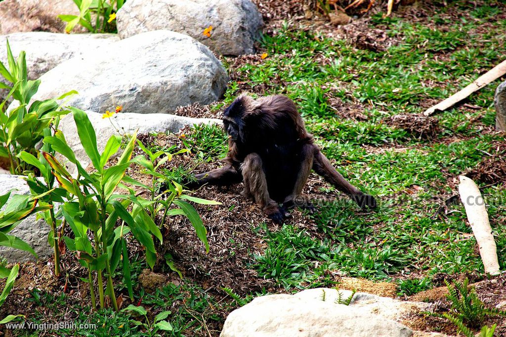 YTS_YTS_20200222_新竹東區新竹市立動物園Hsinchu East Hsinchu Zoo071_539A8795.jpg