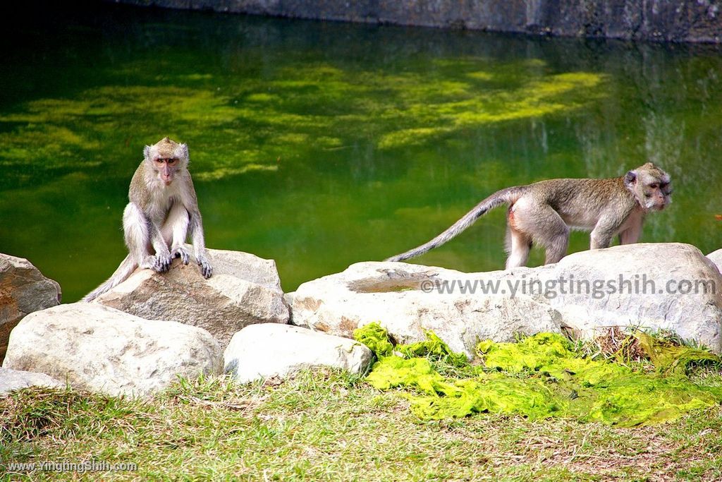 YTS_YTS_20200222_新竹東區新竹市立動物園Hsinchu East Hsinchu Zoo076_539A8839.jpg