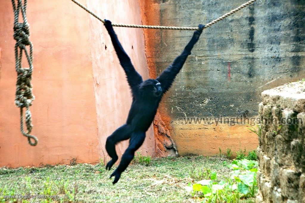 YTS_YTS_20200222_新竹東區新竹市立動物園Hsinchu East Hsinchu Zoo087_539A8972.jpg