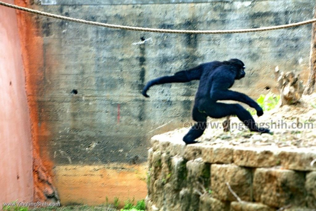 YTS_YTS_20200222_新竹東區新竹市立動物園Hsinchu East Hsinchu Zoo088_539A8978.jpg