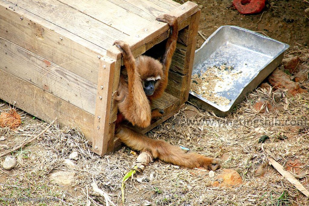 YTS_YTS_20200222_新竹東區新竹市立動物園Hsinchu East Hsinchu Zoo091_539A8894.jpg