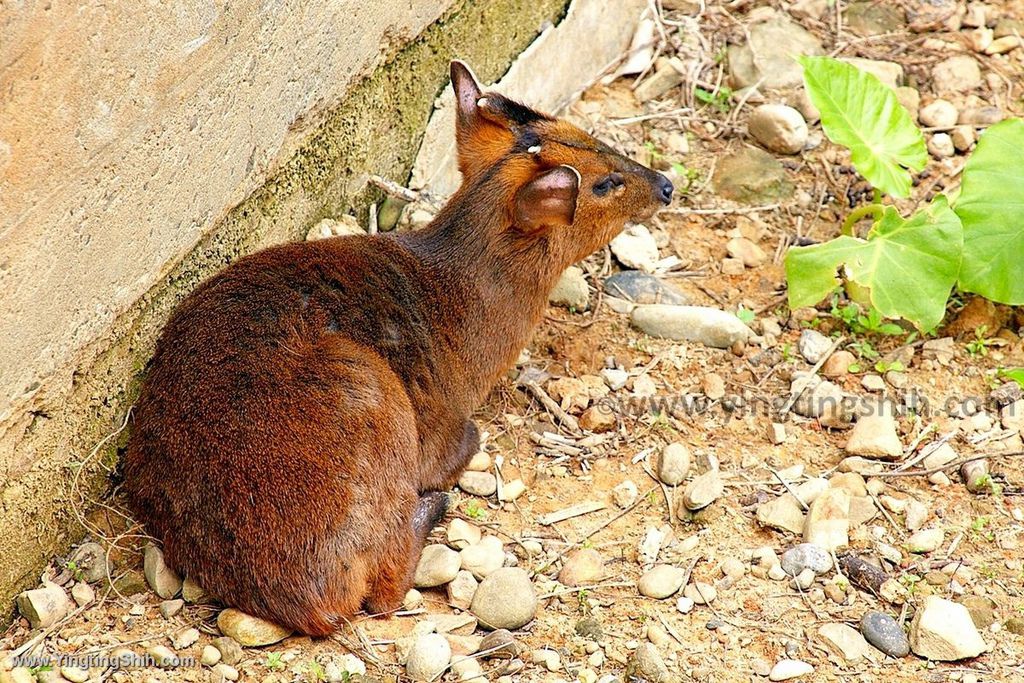 YTS_YTS_20200222_新竹東區新竹市立動物園Hsinchu East Hsinchu Zoo092_539A8869.jpg