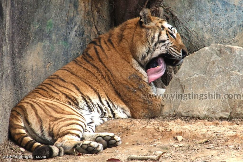 YTS_YTS_20200222_新竹東區新竹市立動物園Hsinchu East Hsinchu Zoo095_539A8912.jpg