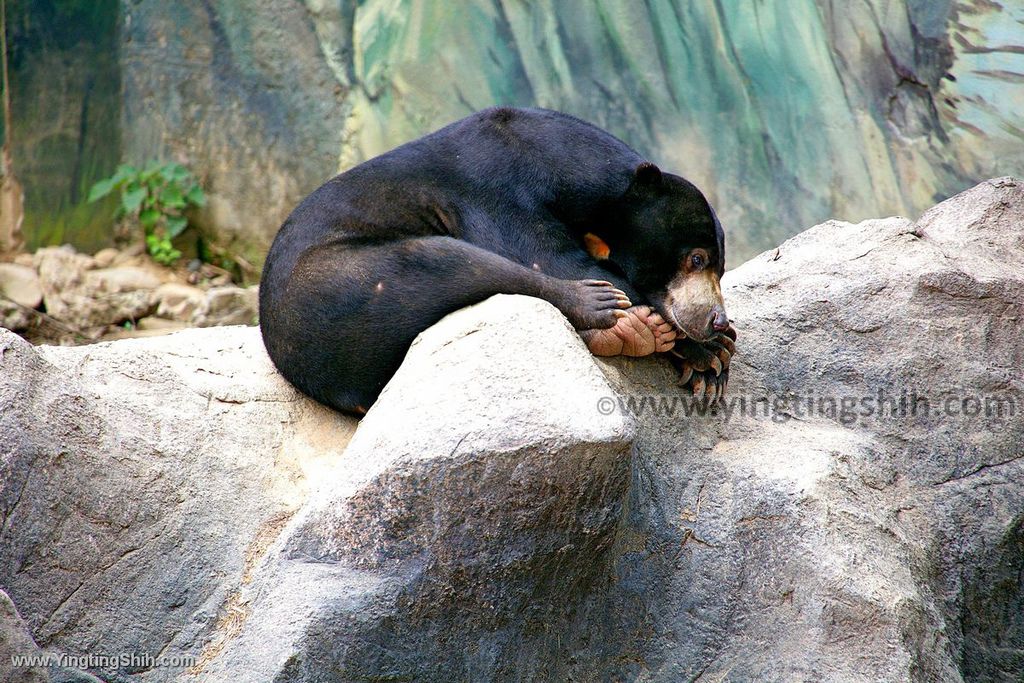 YTS_YTS_20200222_新竹東區新竹市立動物園Hsinchu East Hsinchu Zoo099_539A8925.jpg