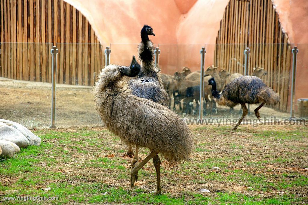 YTS_YTS_20200222_新竹東區新竹市立動物園Hsinchu East Hsinchu Zoo124_539A9102.jpg