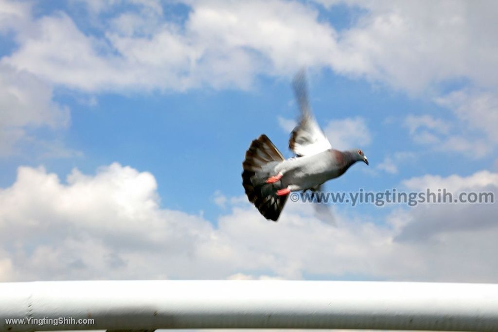 YTS_YTS_20200215_高雄旗山旗山溪地景主題步道橋／旗尾河堤公園Kaohsiung Qishan033_539A4856.jpg