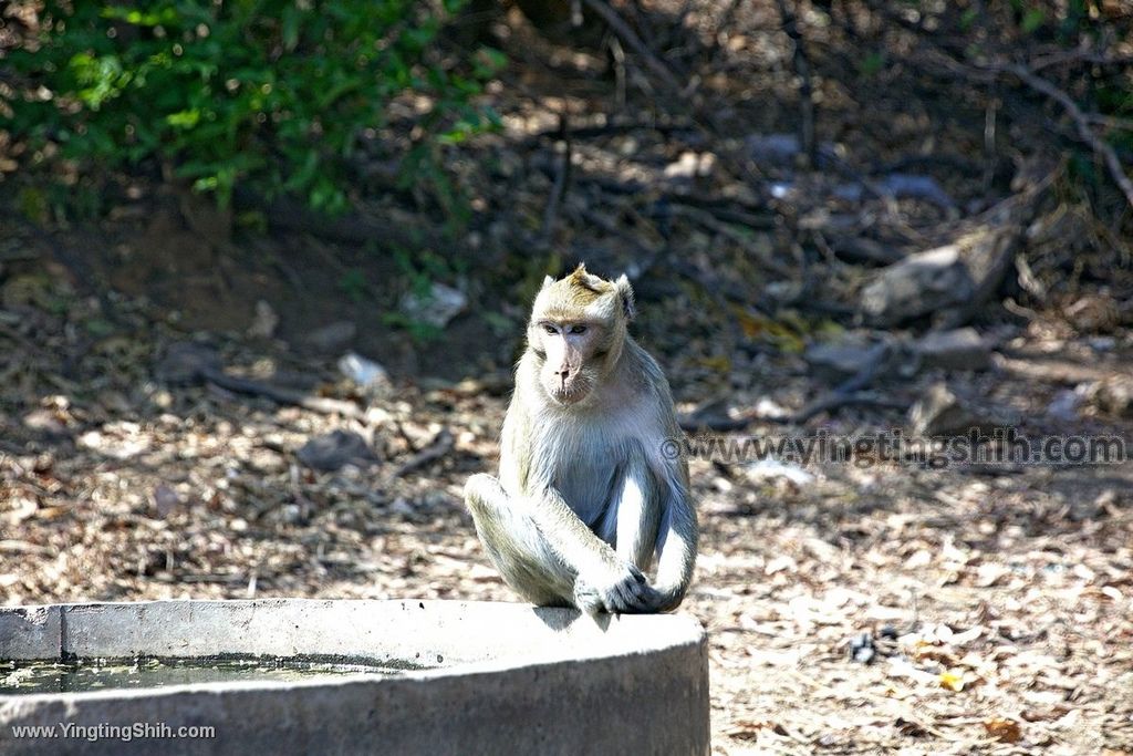 YTS_YTS_20200126_泰國那空沙旺雞冠山／猴子山Thailand Nakhon Sawan017_539A5039.jpg