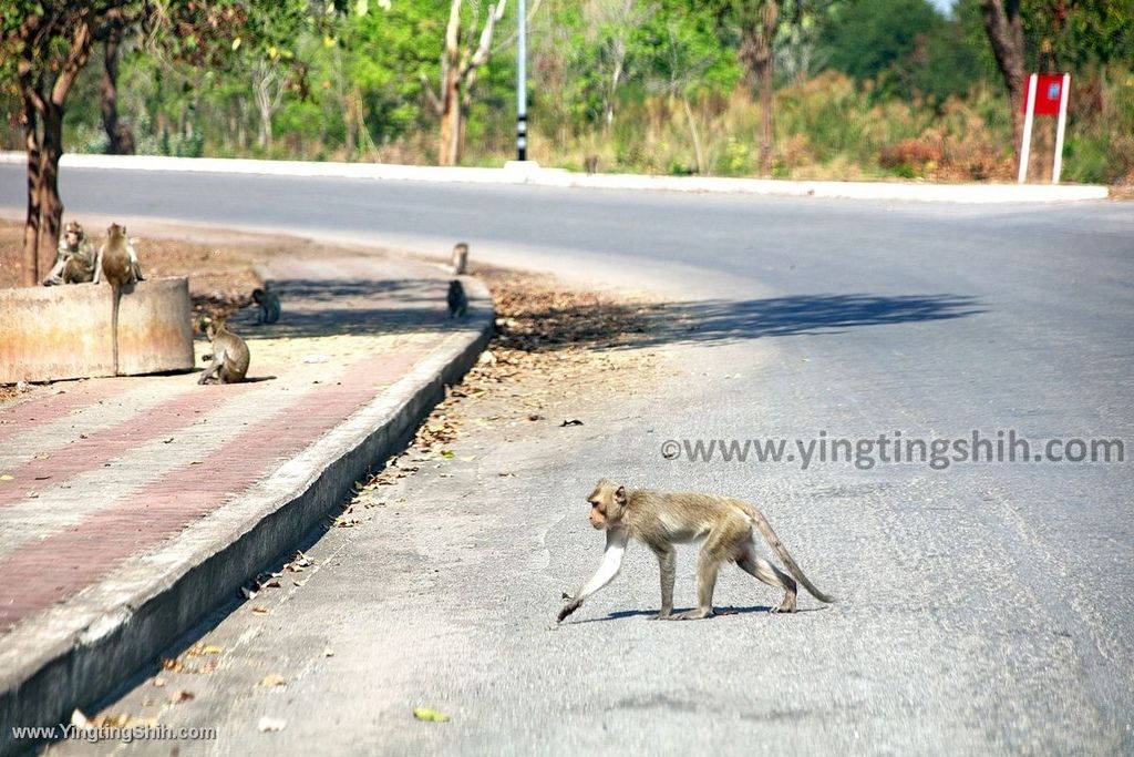 YTS_YTS_20200126_泰國那空沙旺雞冠山／猴子山Thailand Nakhon Sawan016_539A5034.jpg