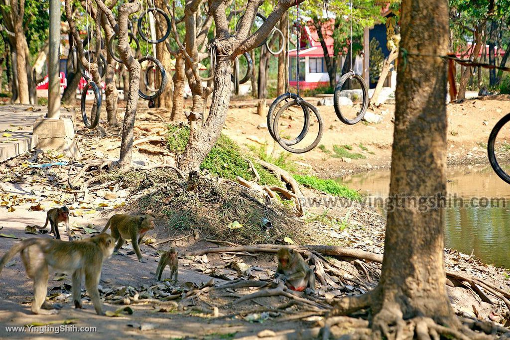 YTS_YTS_20200126_泰國那空沙旺雞冠山／猴子山Thailand Nakhon Sawan034_539A5237.jpg