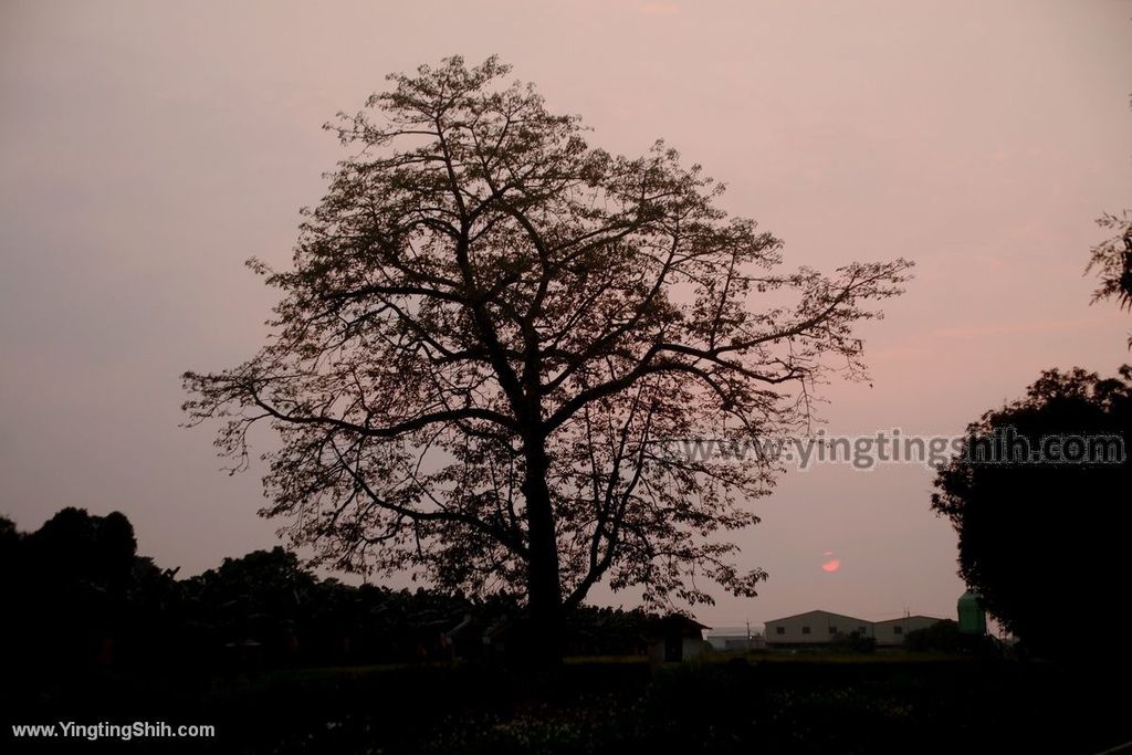 YTS_YTS_20191130_雲林林內烏塗社區芋頭生態體驗園區／教芋部Yunlin Linnei013_539A0260.jpg