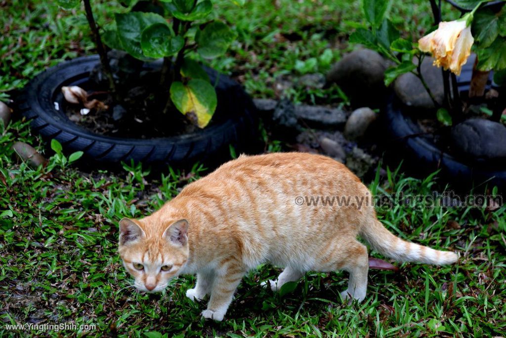 YTS_YTS_20200314_新北樹林特色公園／鹿角溪公園／山仔腳公園New Taipei Shulin024_539A4575.jpg