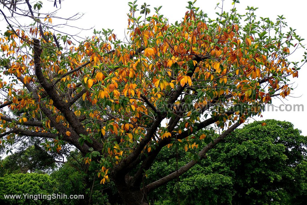 YTS_YTS_20200421_桃園八德愛心樹主題特色公園／百年基石天賜桃園／楓樹腳公園011_539A7434.jpg