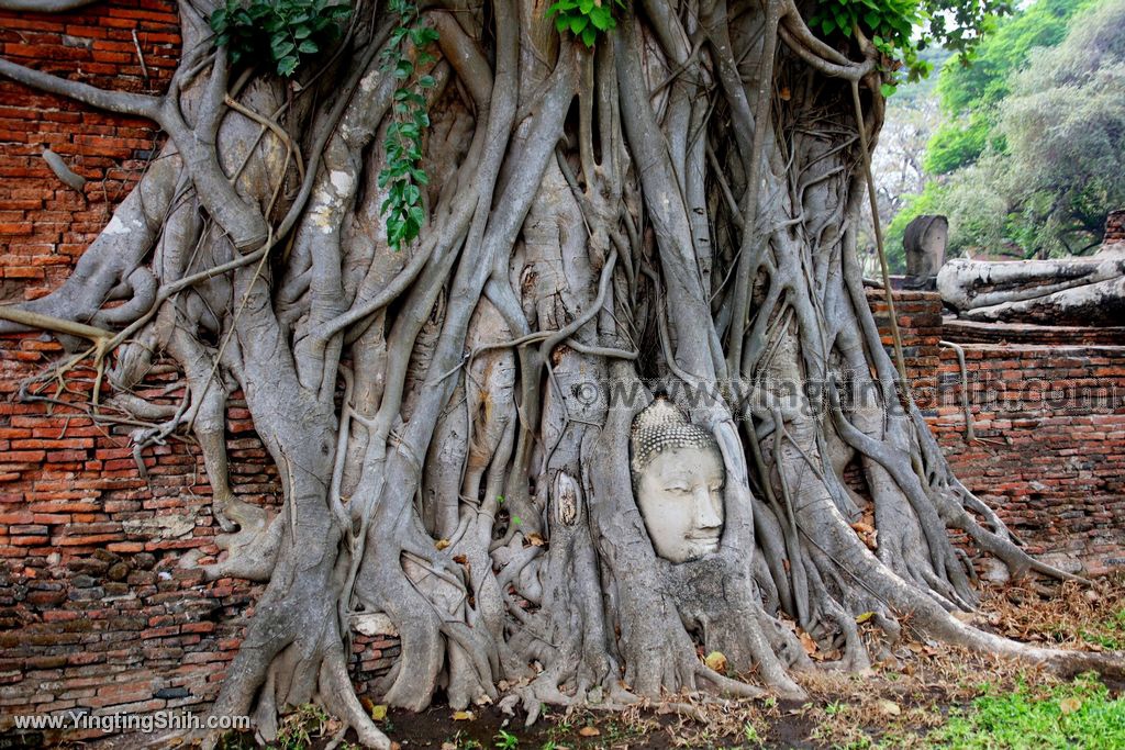 YTS_YTS_20200122_泰國大城瑪哈泰寺／樹抱佛頭／樹中佛陀Thailand Ayutthaya067_539A8154.jpg