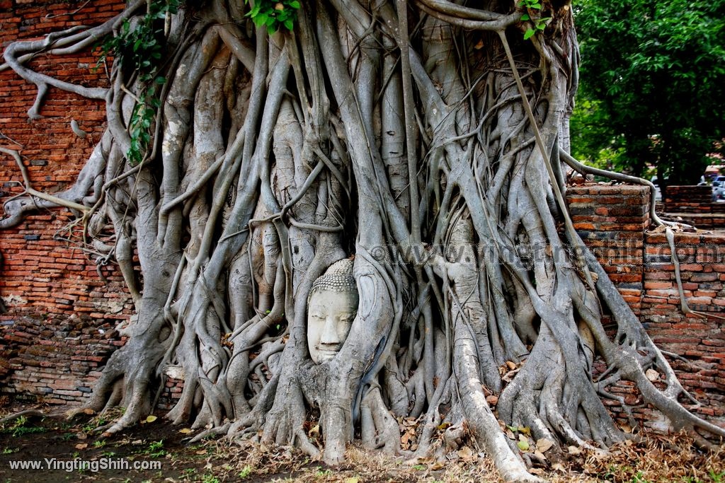 YTS_YTS_20200122_泰國大城瑪哈泰寺／樹抱佛頭／樹中佛陀Thailand Ayutthaya069_539A8189.jpg