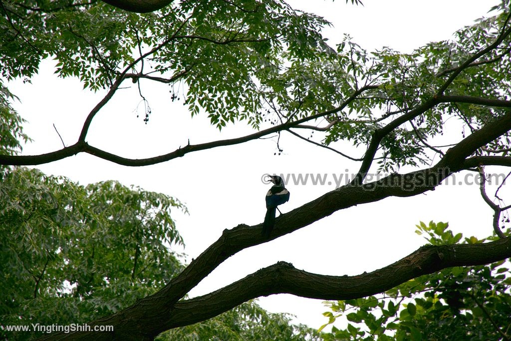 YTS_YTS_20200505_桃園市區LOVE愛情主題特色公園／愛情隧道／第一河濱公園019_539A2687.jpg