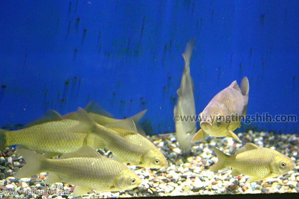 YTS_YTS_20190817_日本東北山形鶴岡市立加茂水族館（世界第一水母水族館）／荒埼灯台030_539A6528.jpg