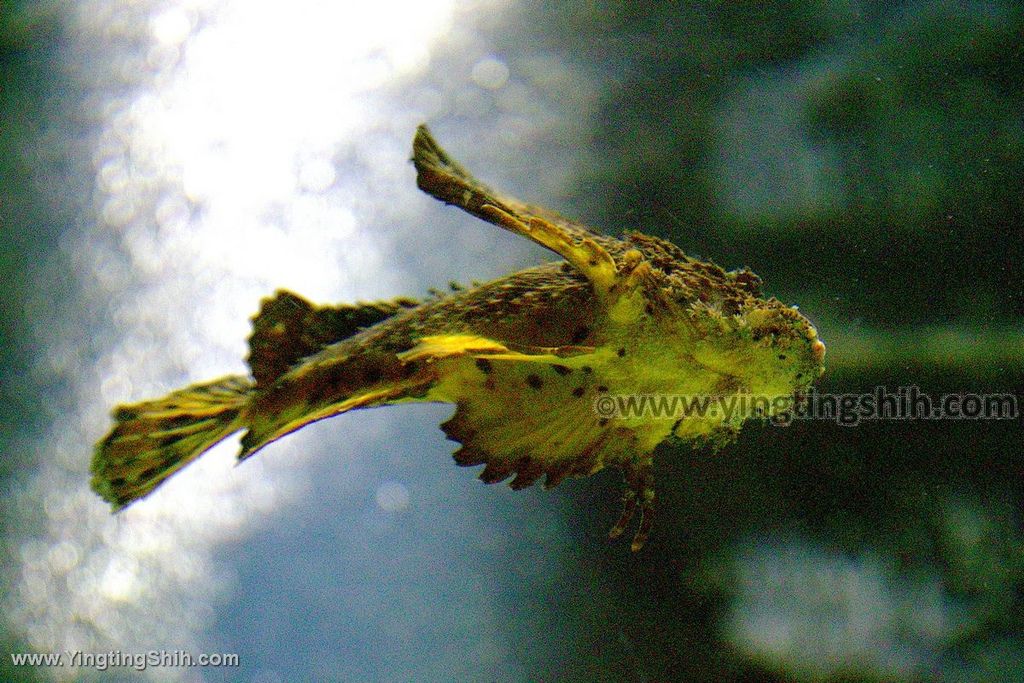 YTS_YTS_20190817_日本東北山形鶴岡市立加茂水族館（世界第一水母水族館）／荒埼灯台040_539A6624.jpg