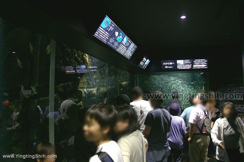 YTS_YTS_20190817_日本東北山形鶴岡市立加茂水族館（世界第一水母水族館）／荒埼灯台042_539A6639.jpg