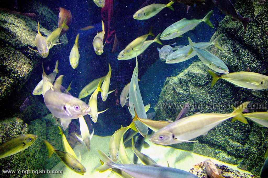 YTS_YTS_20190817_日本東北山形鶴岡市立加茂水族館（世界第一水母水族館）／荒埼灯台043_539A6662.jpg