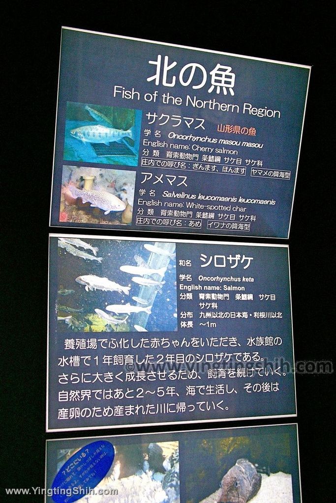 YTS_YTS_20190817_日本東北山形鶴岡市立加茂水族館（世界第一水母水族館）／荒埼灯台050_539A6802.jpg