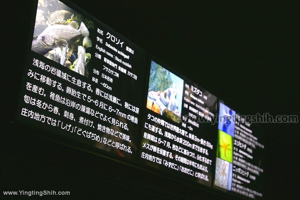 YTS_YTS_20190817_日本東北山形鶴岡市立加茂水族館（世界第一水母水族館）／荒埼灯台055_539A6810.jpg